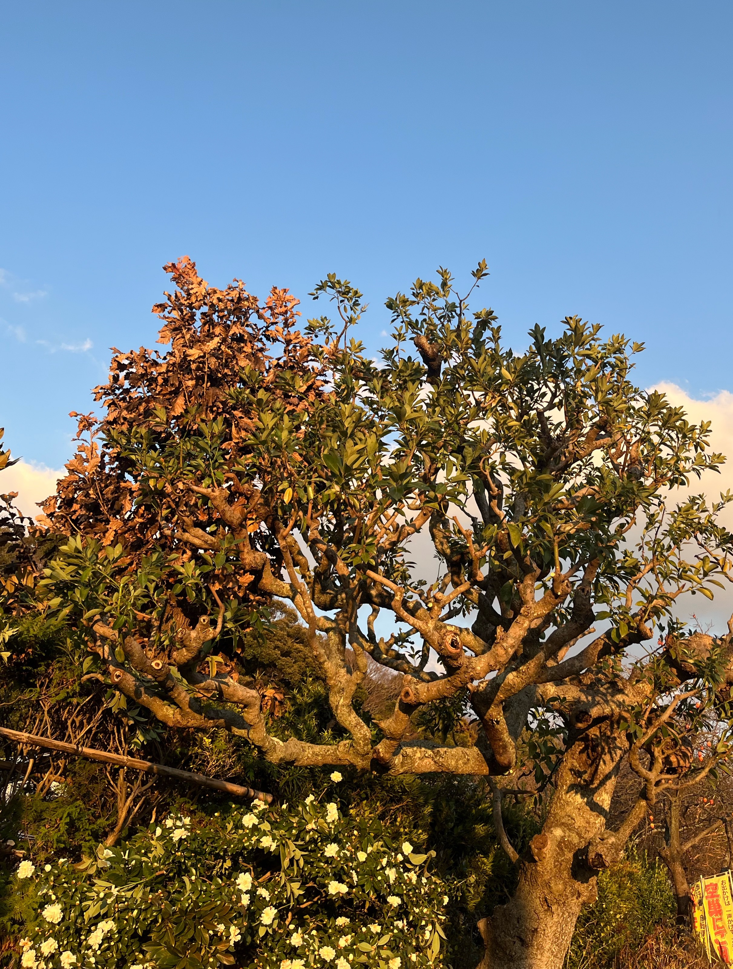 草刈り作業の仕上がり