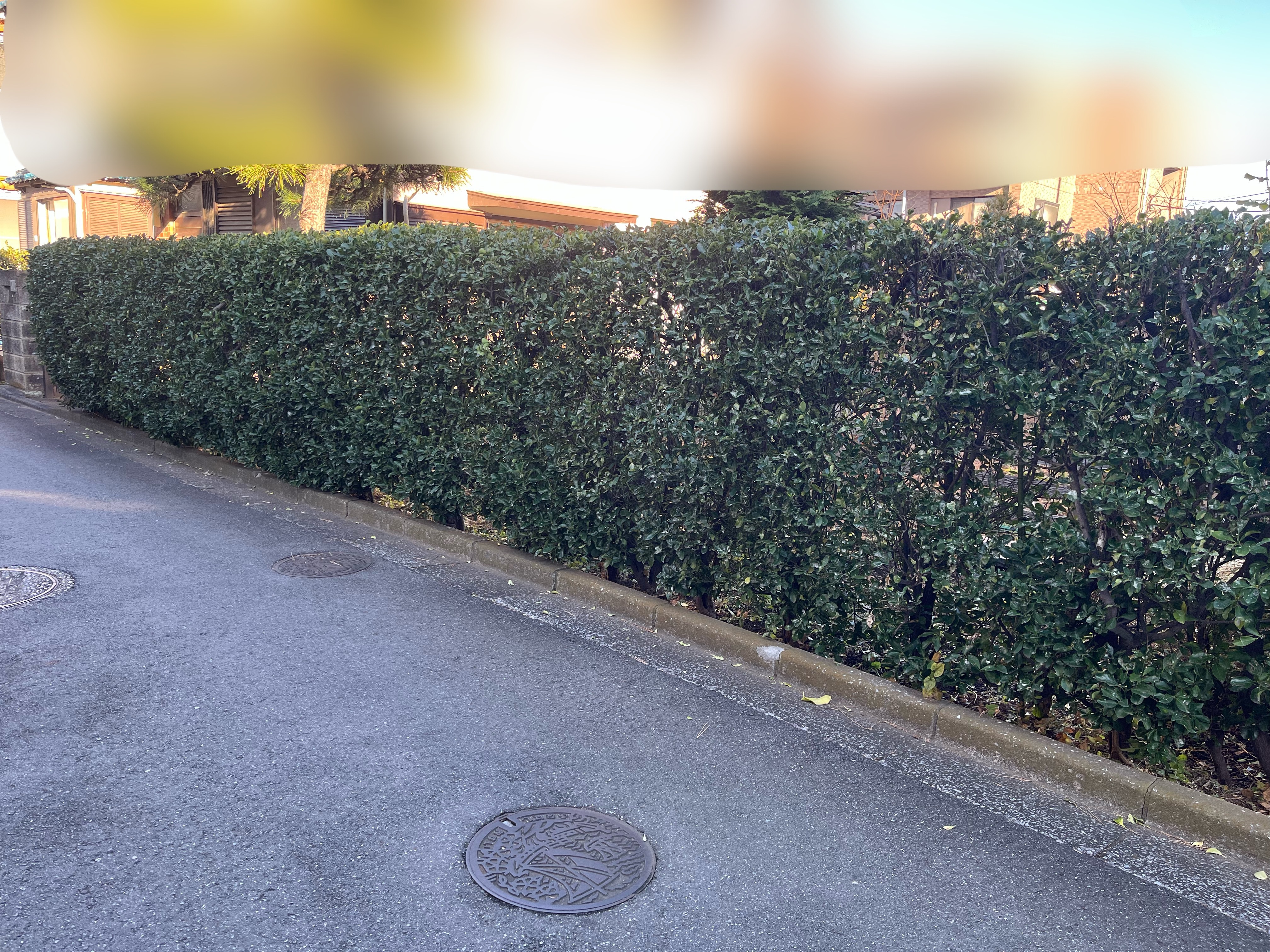 生垣剪定 作業前