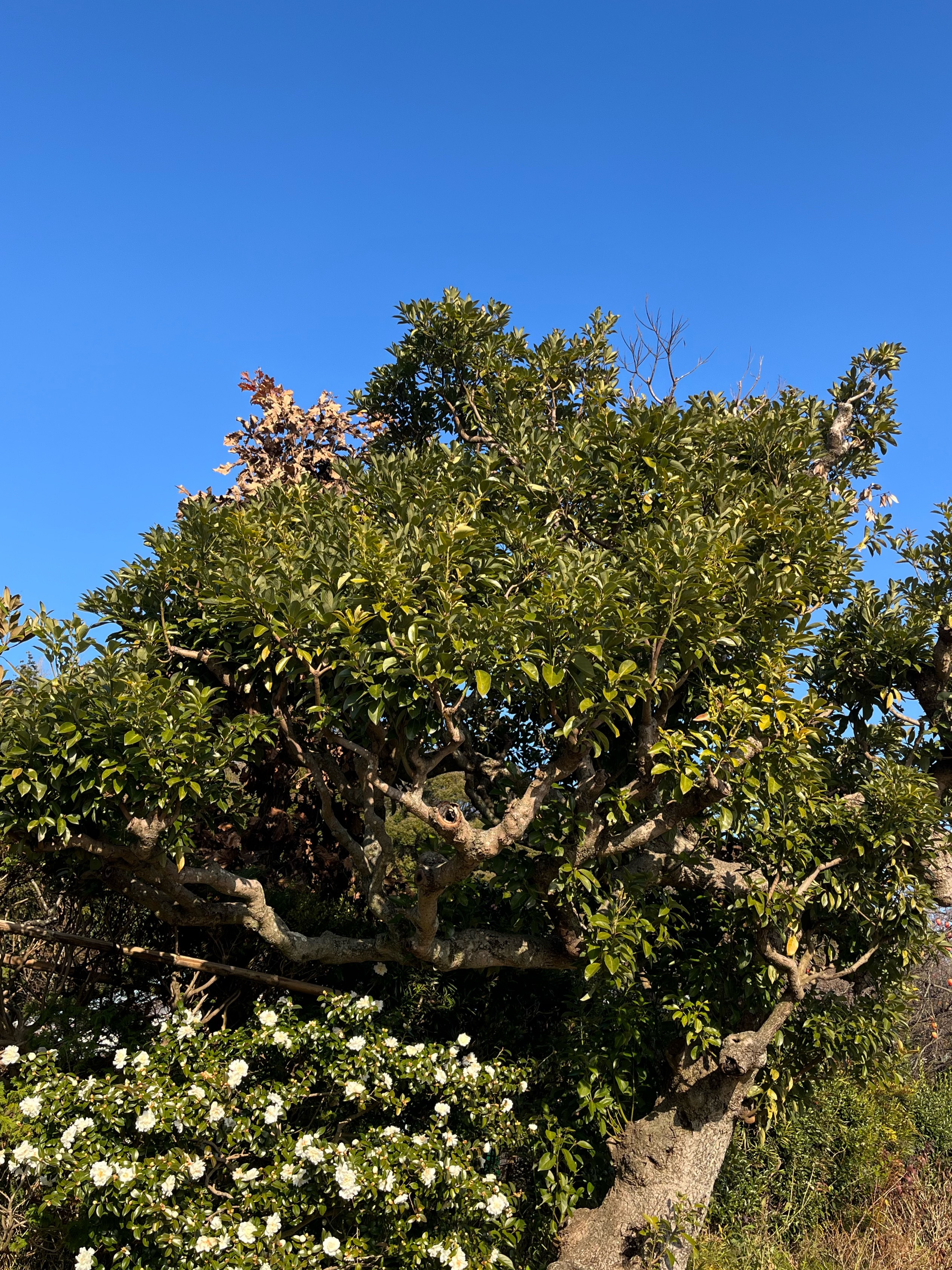 樹木剪定 作業前